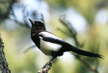 鳴き声 カササギ